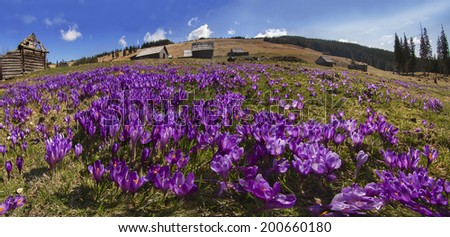 Spring, March, April, May and mountainous areas in the Carpathians, Tatras and the Alps are covered by a carpet of beautiful flowers crocus, crocuses. Delicate stalk and bell that stretches to the sun