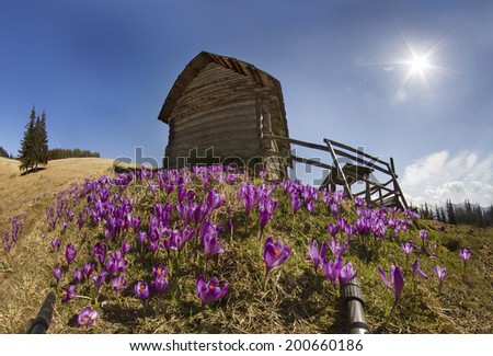 Spring, March, April, May and mountainous areas in the Carpathians, Tatras and the Alps are covered by a carpet of beautiful flowers crocus, crocuses. Delicate stalk and bell that stretches to the sun