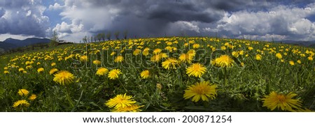 Spring and summer flowers-dandelions under a clear sky with bright clean clouds pleases viewer saturated colors and the freshness of a new day. After the storm and rain especially bright foliage color
