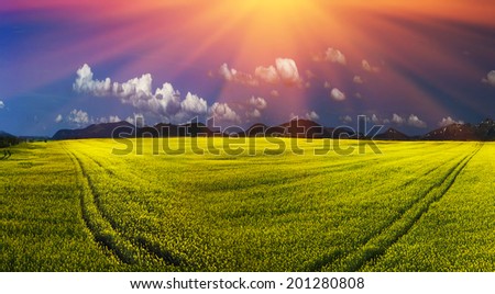 Juicy rape field under clear color clear sky with bright clouds pleases viewer saturated colors and the freshness of a new day. Rape is used as feed for the production of oil and fuel