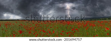Field with bright blooming poppies in Ukraine, of Europe, very beautiful natural phenomenon in the early leta.Eto favorite subject for painters, artists, photographers, working on his background.