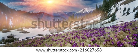 in March, April, May and mountainous areas in the Carpathians, Tatras and the Alps are covered by a carpet of beautiful flowers, crocus, crocuses.