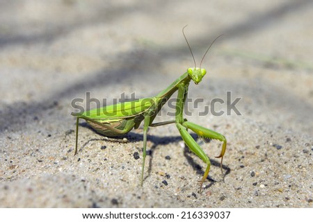 Mantis religiosa, referred to as the European mantis outside of Europe and known simply as the praying mantis in Europe and elsewhere, is one of the most well-known. Surprise and interest, curiosity