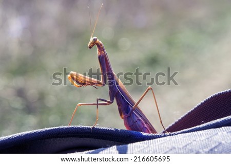 Mantis religiosa, referred to as the European mantis outside of Europe and known simply as the praying mantis in Europe and elsewhere, is one of the most well-known . Surprise and interest, curiosity