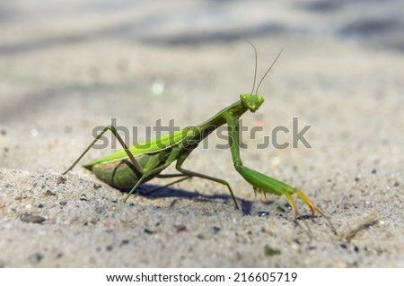 Mantis religiosa, referred to as the European mantis outside of Europe and known simply as the praying mantis in Europe and elsewhere, is one of the most well-known. Surprise and interest, curiosity