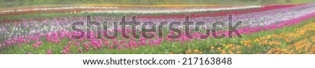 Spring-flowering time beautiful garden flowers, tulips, fiery colors that glow in the fields on the background of the surrounding countryside, and pleasing look, and bring a good profit owners.