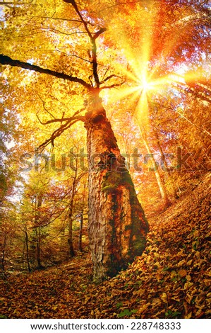 Autumn in the forest and Transcarpathia Prikarpattya osen- alpine comes with glowing colors of the leaves, the rays of the sun at sunrise and sunset, beautiful silhouette trunks