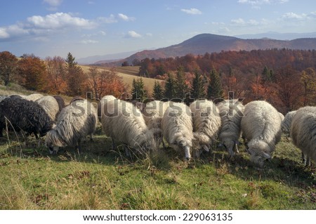 On pastures near the beautiful mountain peaks live in huts Hutsul shepherds Ukraine herding sheep in summer. Sometimes they remain until the fall, do not come until the cold