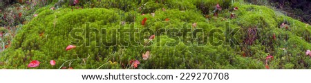 moss and leaves in autumn forest - the gentle transitions of tones and colors, warm greens and golden hues, as panorama shot for a beautiful decorative background