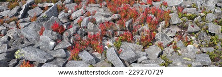 Alpine heathlands after summer bright colors light up glow red and orange leaves of gray stone, covered lichen- very picturesque, causes joy The berries are very tasty and useful, and simply beautiful