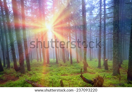 Alpine autumn, scenic sunrise in the beautiful Carpathian forest after rain shining colors and the freshness and coolness of the morning - will clear the new day and good weather after the storm