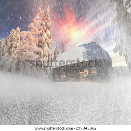 Snow in the beautiful wild fir forest covers the land Christmas, deep cover in the Alps or the Carpathians, hampering tourism, camping, travel, causing avalanches and windbreaks