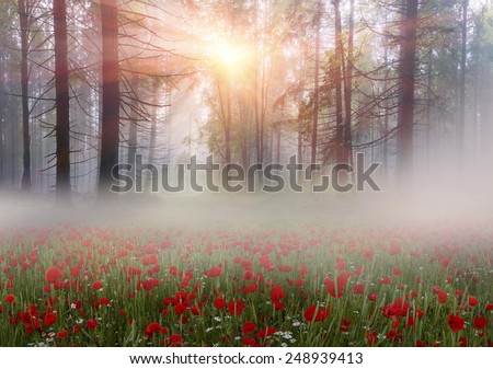 Early morning sun rays illuminate the dawn beautiful Carpathian landscape in the mist on the background of ancient trees are blooming field of summer flowers and poppies are red fire
