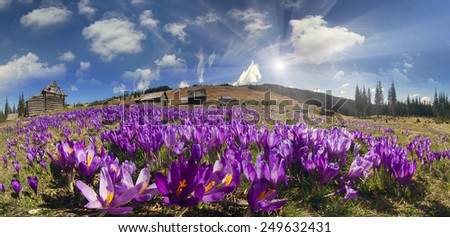 Spring, in March, April,  mountainous areas in the Carpathians, Tatras and the Alps are covered by a carpet of beautiful flowers, crocus, crocuses. Delicate stalk and bell that stretches to the sun.