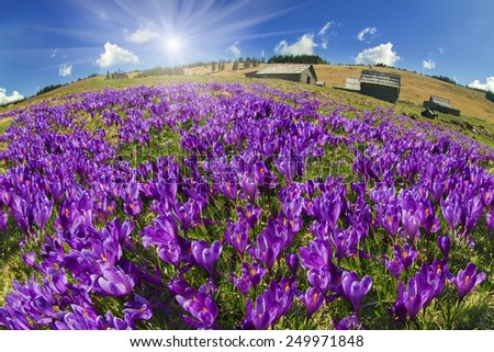 Spring, in March, April, May and mountainous areas in the Carpathians, Tatras and the Alps are covered by a carpet of beautiful flowers, crocus, crocuses. Delicate stalk and bell that stretches  sun.