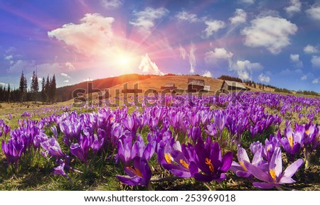 Spring, in March, April, May and mountainous areas  Carpathians, Tatras and the Alps are covered by a carpet of beautiful flowers, crocus, crocuses. Delicate stalk and bell that stretches to the sun.