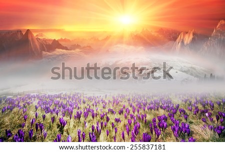 Glade Spring and summer flowers-dandelions under a clear sky with bright clean clouds pleases viewer saturated colors and the freshness of a new day. After the storm and rain especially  foliage color