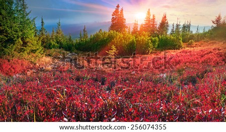 autumn morning frost - leaves blueberries and lingonberries in alpine heaths are painted in orange and purple golden hue at sunset and sunrise background wild mountain ranges  Carpathians Ukraine
