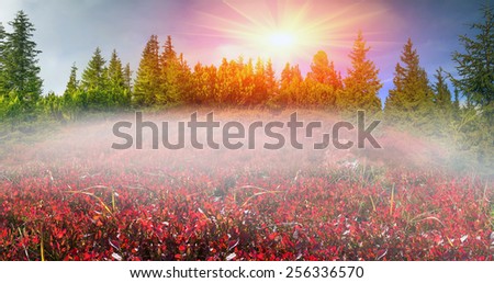 autumn, after the morning frost - leaves blueberries and lingonberries in alpine heaths are painted in orange  purple golden hue at sunset and sunrise,  wild mountain ranges of the Carpathians Ukraine