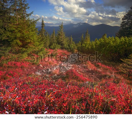 autumn, after the morning frost - leaves blueberries and lingonberries in alpine heaths  painted in orange  purple golden hue at sunset and sunrise, beautiful covering background wild mountain ranges