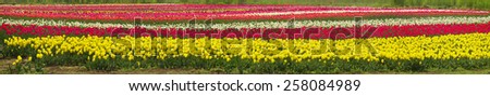 Spring-flowering time beautiful garden flowers, tulips, fiery colors that glow in the fields on the background of the surrounding countryside, and pleasing look, and bring a good profit owners.