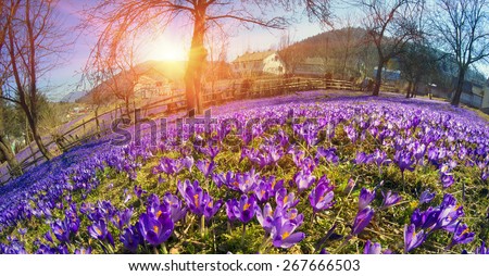 Saffron crocus Geyfelya- - first beautiful spring flowers growing in the yard, which is located in the Transcarpathian village Kolochava, covering the entire space of the set of delicate bells