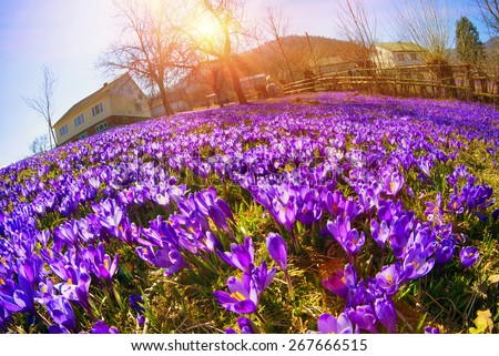 Saffron crocus Geyfelya- - first beautiful spring flowers growing in the yard, which is located in the Transcarpathian village Kolochava, covering the entire space of the set of delicate bells