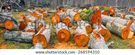 Fresh sawn trunks of alder in the spring in the Ukrainian Carpathians for heating or smoked meat .. Fresh cut logs scenic beautiful colored bright orange or red, amid alder bushes by the river.