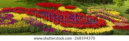Tulips - spring flowers, very beautiful colors and a variety of shapes, decorated with landscapes of the world and the delight of many fans view garden, buyout put them in the form of patterns