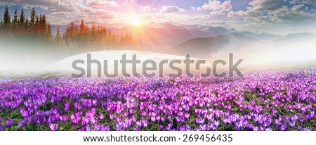 Ukraine, wild Montenegrin Mountains on the background of alpine sheep pasture in early spring in March, covered with a thick carpet of lush fantastically beautiful flowers pervotsvetov- crocus saffron