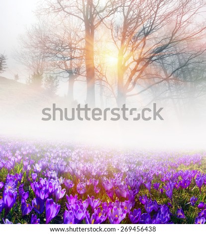 Saffron Geyfelya first beautiful spring flowers alpine meadows, grow in the meadows on a background of beech forest, opening bells at sunrise in the Carpathian Mountains in Ukraine and in the Tatra