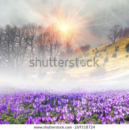 Saffron Geyfelya first beautiful spring flowers alpine meadows, grow in the meadows on a background of beech forest, opening bells at sunrise in the Carpathian Mountains in Ukraine and in the Tatra