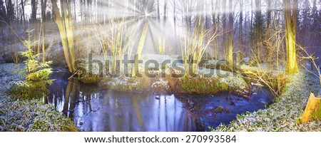 Spring rare flowers - beautiful snowdrop bloom in March in alpine coniferous and deciduous forests on the background of wild creeks swamps lakes Carpathian Transcarpathian Ukraine after the snow melts
