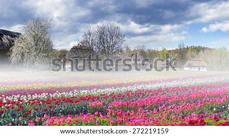 Tulips on the background of the village, where a rich collection of ancient huts, houses, outbuildings including an abundance of beautiful vibrant gardens of fruit trees and flowers
