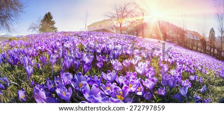 alpine villages and mountain meadows bloom beautiful carpet fantastic fabulous flowers - crocus shafrany.Oni born immediately after the snow in March and April and delight people look for their beauty