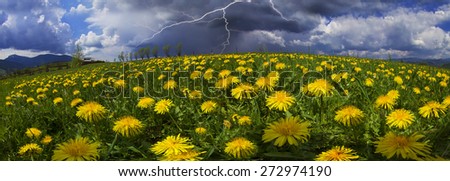 Spring and summer flowers-dandelions under a clear sky with bright clean clouds pleases viewer saturated colors and the freshness of a new day. After the storm and rain especially bright foliage color