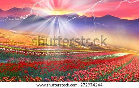 Blooming tulips field on a background of wild mountain spring. Strong storm and dangerous storm looks beautiful picturesque, but threatens crops and spectators. Sunset red- will be a breeze.