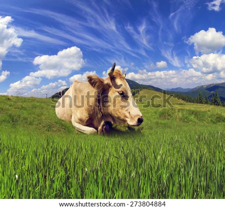 On a scenic mountain meadow cloudy sky cows Carpathian Hutsul highlanders. Their farms are subsistence production of environmentally friendly products on traditional technologies.