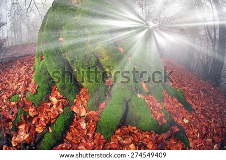 Early morning in the forest after a heavy storm and rain. Forest fog lights, gold and silver rays of the sun illuminate the ancient trunks of beeches and fir trees, beautiful scenic fall colors