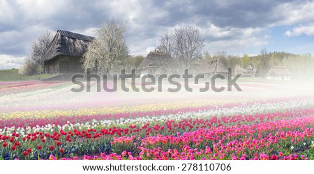 Tulips on the background of the village, where a rich collection of ancient huts, houses, outbuildings including an abundance of beautiful vibrant gardens of fruit trees and flowers