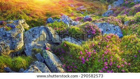 Alpine meadows in the spring, in May Chornogory decorated with bright beautiful mountain rododendronov- colors- pink scarlet roses purple rising above the forest among the rocks, moss creeping shrubs