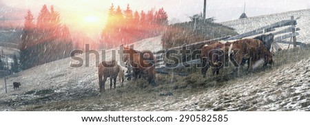 Pasture in a blizzard. In March-April after a winter in the mountains of unstable weather, and replaced by the warmth, the sun can come quickly alpine cold, strong wind sleet and then freezing horses