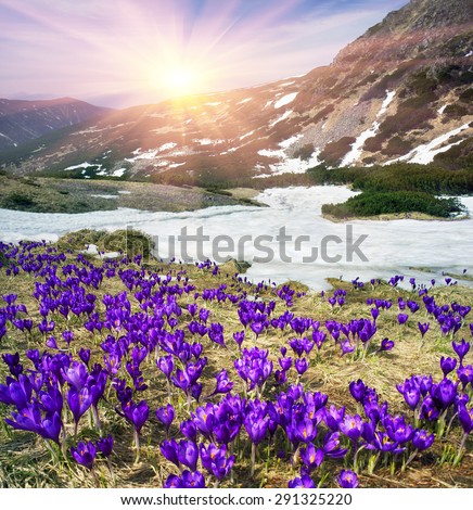 In the spring, in April, May, alpine meadows on a background of the cold of snow in the Carpathians, the first great joy grow flowers, stretching to the sun blue bells - crocus, saffron