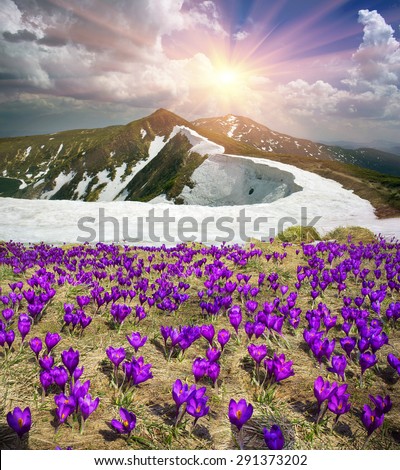 In the spring, in April, May, alpine meadows on a background of the cold of snow in the Carpathians, the first great joy grow flowers, stretching to the sun blue bells - crocus, saffron