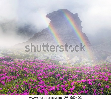 In the mountain of Pop Ivan and Smotrych among fog and oblakov- spring bloom field of beautiful colors- wild rhododendrons that grow above the forest among the rocks and stones