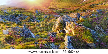 Alpine meadows in the spring, in May Chornogory decorated with bright beautiful mountain rododendronov- colors- pink scarlet roses purple rising above the forest among the rocks, moss  creeping shrubs