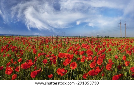 In May, June, in the margins of Europe bloom wild poppies - often in old wheat fields, where herbicides are not used. Huge red panoramic space is very beautiful. Map of Ukraine - Galich and Krylos.