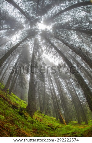 The forest at sunrise in the Carpathian mountains - high trunks haze gives a beautiful fairy-tale effect. Ukraine is rich in forest resources in the Carpathians legendary good ecology