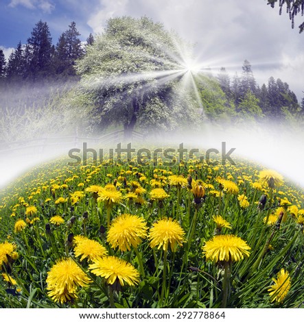 Flowering apple and pear in the Carpathian Carpathian garden are very beautiful and promise a large crop of fruit in ecologically clean area  field with blooming dandelions in front of a thunderstorm.