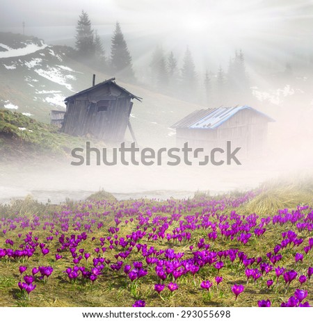 High in Ukraine - Black Mountain, Goverla, Petros grow wild crocuses - crocuses, when the snow melts  becomes warmer - in April. Shepherds House, where they come in  summer to graze cattle and sheep.